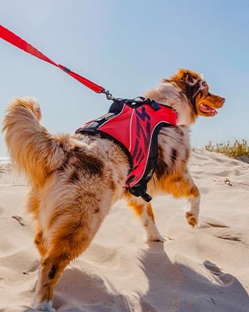 Drive Dog Car Harness — Crash Tested and Certified — collection imagery