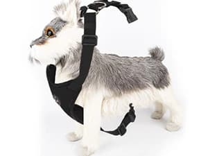 Dog Seat Belt and Harness for Car — 2 in 1 Seatbelt Buckle — How to Wear