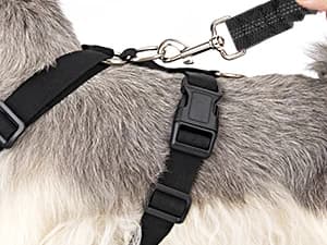 Dog Seat Belt and Harness for Car — 2 in 1 Seatbelt Buckle — How to Wear
