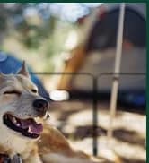 Rollick Dog Playpen — Indoor — collection imagery