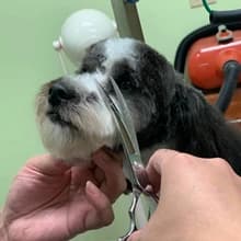 Curved Dog Grooming Scissors — 6.5 inch — The curved dog grooming scissors works on puppy’s various contours — particularly around the eyes, forehead, cheeks, moustache, ears, neck, etc.