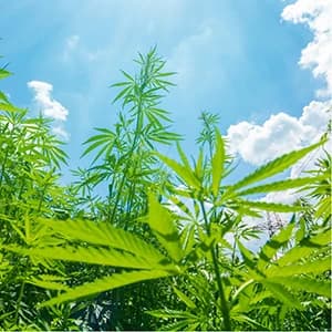 Hemp Pellet Bedding — Non-Clumping — collection imagery