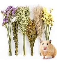 Natural Organic Apple Sticks - 250g Chew Sticks for Small Animals — collection imagery