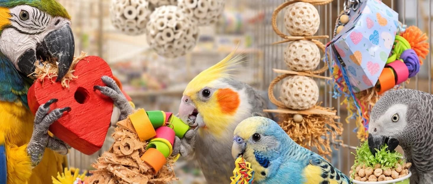 Bonka 1214 Pk3 2.25" Sola Atta Balls Bird Foot Chew Toy Small and Medium — collection imagery