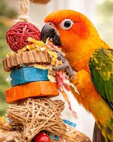 Bonka 1214 Pk3 2.25" Sola Atta Balls Bird Foot Chew Toy Small and Medium — collection imagery