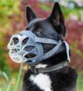 Crash Tested Dog Safety Harness | Size M — collection imagery