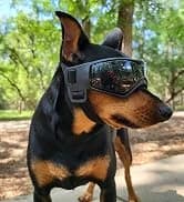 Dog Sunglasses Dog Goggles for Medium and Large Breed Dogs Eye Protection — collection imagery
