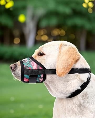 Dog Backpack for Small Dogs to Wear — collection imagery