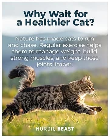 48'' XL Cat Wheel β Safe, Quiet and Stable Exercise Wheel for Large Indoor Cats up to 45 lbs β 15.7'' β collection imagery