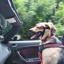 Dog Sunglasses Dog Goggles for Medium and Large Breed Dogs Eye Protection — Dog Goggles Large Breed