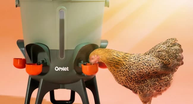 Insulated Chicken Waterer, 3 Gallon | Automatic Poultry Water Dispenser with 5 Cups and Nipples Included | — Insulated
