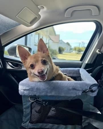 Deluxe Dog Booster Seat with Sturdy Metal Frame and Safety Leash for Small Pets up to 20 lbs - Portable Puppy β collection imagery