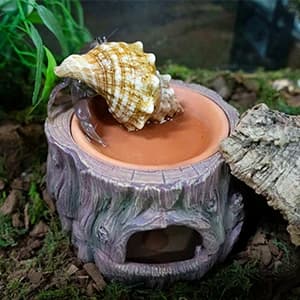3 in 1 Reptile Hide Cave with Detachable Base and Humidity Dish — collection imagery