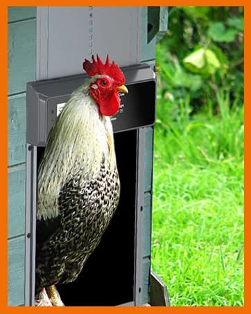 Automatic Chicken Coop Door Solar Powered with Timer and Light Sensor — collection imagery