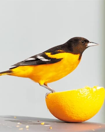 Squirrel-Proof Cedar Hopper Bird Feeder — collection imagery