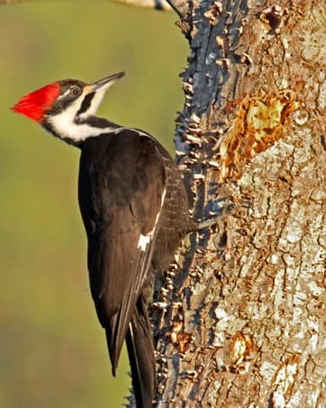 Squirrel-Proof Cedar Hopper Bird Feeder — collection imagery
