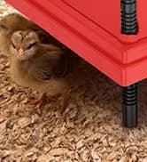 Chick Brooder Heater with Anti-Roost Cone and Constant Temp Red 12" x 12" — collection imagery