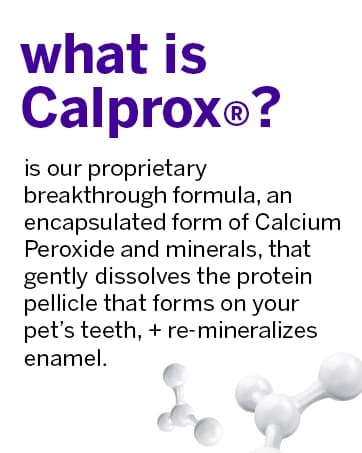 Professional Pet Toothbrush — 45° Cats + Dogs — collection imagery