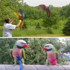Pet Bird Harness and Leash — Petite — Quality Design and Workmanship