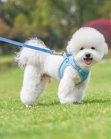 Dog Backpack for Small Dogs to Wear — collection imagery