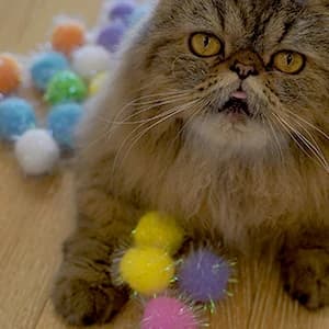 20PCS — 1.5INCH Extra Large Cat's Favorite Chase Glitter Ball Toy — collection imagery