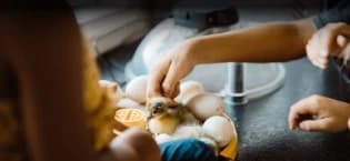Ecoglow Safety 600 Chick or Duckling Brooder — collection imagery