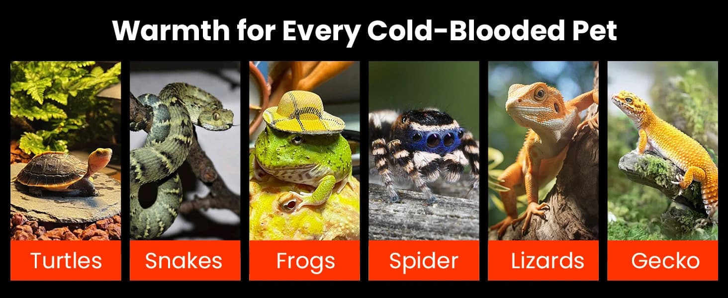 Reptile Terrarium Heat Pad with LCD Digital Aquarium Thermometer — collection imagery