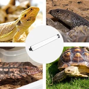 T5 HO UVB Lighting Combo Kit — collection imagery