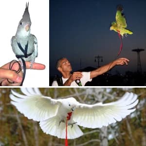 Pet Bird Harness and Leash — Petite — Special Design Features
