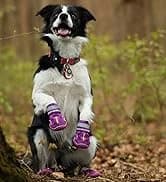 Dog Sunglasses Dog Goggles for Medium and Large Breed Dogs Eye Protection — collection imagery