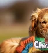 Dog Treat Pouch — Portable Puppy Dog Training Treat Bag — collection imagery