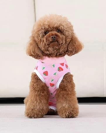 Dog Backpack for Small Dogs to Wear — collection imagery