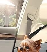Dog Sunglasses Dog Goggles for Medium and Large Breed Dogs Eye Protection — collection imagery