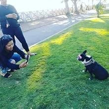 Dog Sunglasses Dog Goggles for Medium and Large Breed Dogs Eye Protection — Perfect for any occation