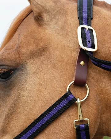 Leather Curb Strap — 5/8” Doubled and Stitched Flat Bridle Leather Strap — collection imagery