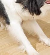 Dog Treat Pouch — Portable Puppy Dog Training Treat Bag — collection imagery