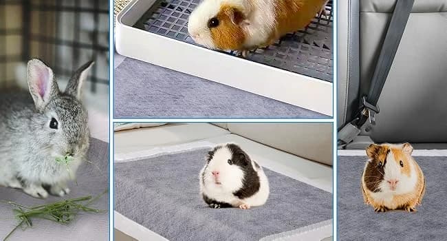 50 Count Disposable Guinea Pig Cage Liners โ Tips for Preventing Chewing
