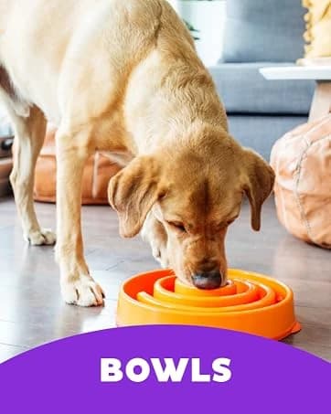On-The-Go Travel Dog Bed — Portable Roll-Up Mat with Buckle — collection imagery