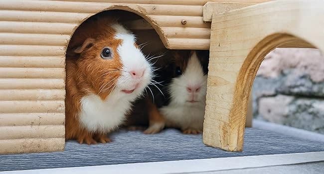 50 Count Disposable Guinea Pig Cage Liners โ Tips for Preventing Chewing