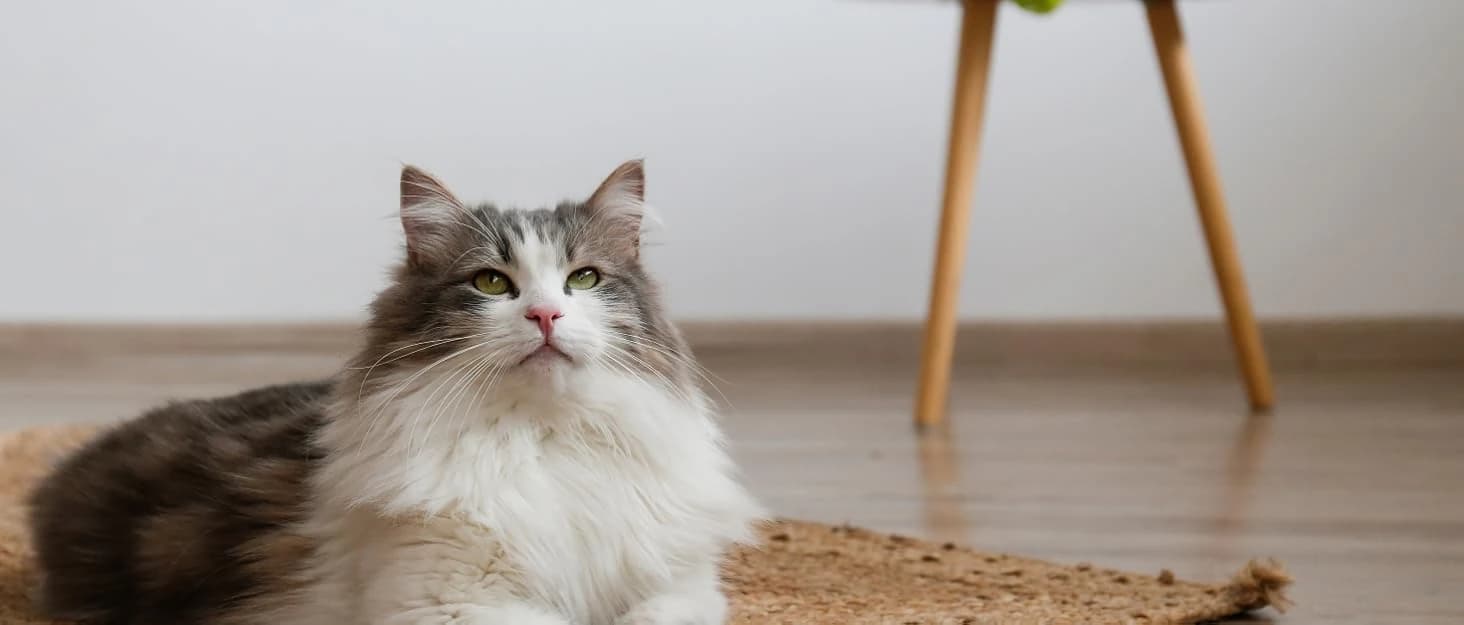 31.5" L Cat Litter Box Enclosure with Barn Door — collection imagery