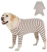 Dog Backpack for Small Dogs to Wear — collection imagery