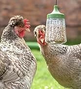 Insulated Chicken Waterer, 3 Gallon | Automatic Poultry Water Dispenser with 5 Cups and Nipples Included | — collection imagery