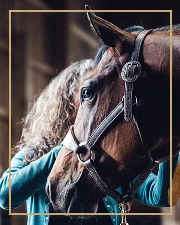 Supply Original Non-Adjustable Nylon Horse Halter – Durable Nylon — collection imagery