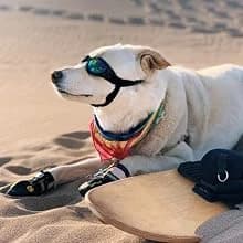 Dog Sunglasses Dog Goggles for Medium and Large Breed Dogs Eye Protection — Dog Goggles Large Breed
