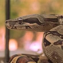 Rock Lair Naturalistic Hide for Snakes and Lizards — Express Yourself