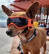 Dog Sunglasses Dog Goggles for Medium and Large Breed Dogs Eye Protection — collection imagery