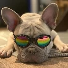 Dog Sunglasses Dog Goggles for Medium and Large Breed Dogs Eye Protection — Perfect for any occation