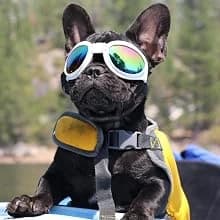 Dog Sunglasses Dog Goggles for Medium and Large Breed Dogs Eye Protection — Perfect for any occation