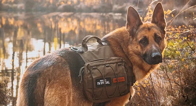 Dog Backpack for Medium and Large Dogs — Advanced Version: MAMMOTH Dog Pack