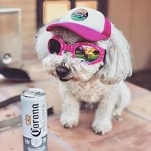 Dog Sunglasses Dog Goggles for Medium and Large Breed Dogs Eye Protection — Perfect for any occation